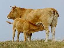 a wheaten-coloured cow suckling a calf