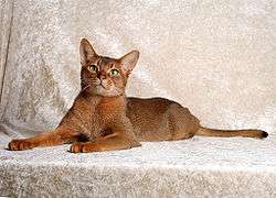 Photograph of a champion adult male Abyssinian cat, showing the classic ruddy coat pattern