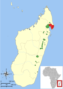 Range map showing isolated east coast ranges of the two species of ruffed lemur: red ruffed lemur (V. rubra) in the north and the black-and-white ruffed lemur in spotty patches along the east coast