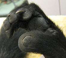 Right foot of a black-and-white ruffed lemur, showing a clear flat nail on the big toe and an arching, claw-like toilet-claw on the second toe