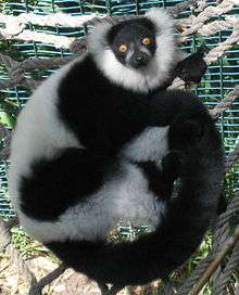 Black-and-white ruffed lemur lying on left side on rope hammock; tail curled towards body; looking up at camera