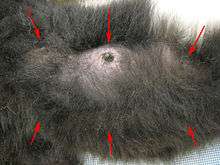 Close-up photo of the underside of a female black-and-white ruffed lemur, with six red arrows pointing to each of the mammary glands, some obscured by dense fur