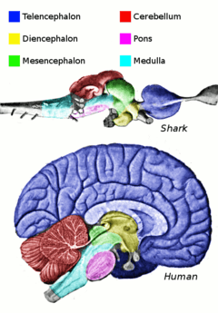 A mid-sagittal view of the brain. The hippocampus is represented by the light blue arc.