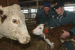 Veterinary student listening to a calf's side with a stethoscope