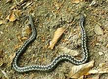 A slender adder lies in a half circle on the bare soil which has a few dried leaves. The black zig-zag pattern along the dorsal spine of the snake contrasts against the white borders forming a pattern resembling the teeth of an open zip.