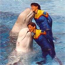 Photo of two white whales cheek-to-cheek with two trainers