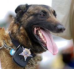 A dog with a police badge attached to its collar