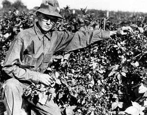 Knott tending berries in 1948