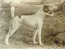 "A greyscale drawing of a pale colored dog with dark markings on the head and a spot on its back."