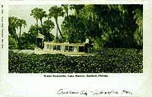 Postcard showing a portion of a lake with thick and tall water hyacinths obscuring most of the view of the water and dwarfing a 25-foot boat; on the far bank are palms and other trees
