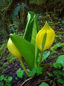 Bright-green plant with yellow flowers, growing from the forest floor