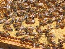 Many honey bees on a comb