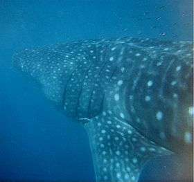 Side-on view of a spotted whale shark in cloudy blue water