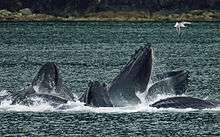 Photo of several whales each with only its head visible above the surface
