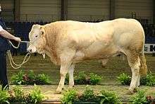 a large cream-coloured bull