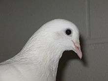 Profile picture of a pigeon.