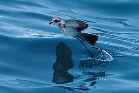 White-faced storm petrel in flight close to the sea surface