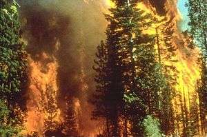 A daytime fire engulfing large trees