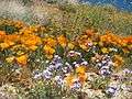 Wildflowers at California Poppy Reserve.jpg