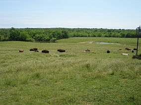 a herd of bison on a rolling prairie, with water