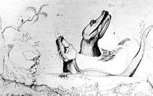 An incomplete drawing of two alligators partially submerged and rearing their heads out of the water, one with a fish in its mouth; some plants and a log are included in the foreground