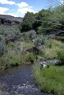 A stream lined with grasses, sagebrush, large bushes, and small trees