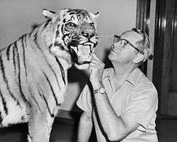 side portrait of bespectacled Wilmer W. Tanner putting his hand in a stuffed tiger's mouth and peering at its face.  The tiger's mouth is open.