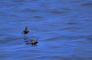 Two small dark birds patter on the ocean surface