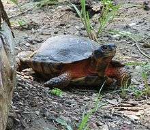 A wood turtle lifting its head slightly while on rocky soil.