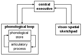 Diagram showing a model of working memory