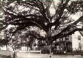Massive speading oak tree