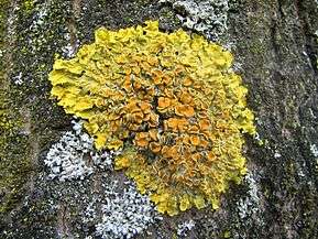 yellowish lichen on rock
