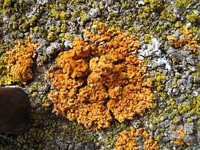 orange lichen on rock