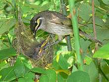 A yellow-faced honeyeater feeding its chicks in a nest in a rose bush