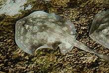 A ray over a pebble bottom, with the front of a second ray to its right