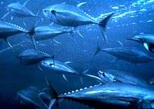 Photo of a few dozen fish swimming in dark water