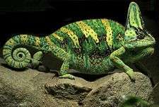 Veiled chameleon showing striped green pattern