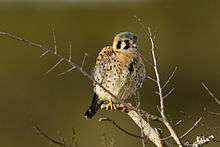 A small falcon perches on a bare branch