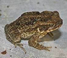 A juvenile cane toad, showing many of the features of the adult toads, but without the large parotoid glands