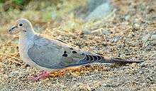 A pale brown dove with black on the neck squats in the dirt