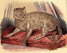 Illustration of the so-called first abyssinian cat, Zula, from the book by Dr. W. Gordon Stables: Cats, Their Points and Characteristics and Curiosities of Cat Life, 1874