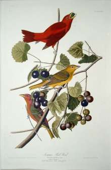 Summer Tanager in Birds of America