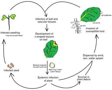 Life cycle of the black rot pathogen Xanthomonas campestris pv. campestris