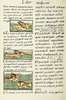 The Florentine Codex- Birds and Fish II.tif