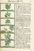 The Florentine Codex- Ethnobotanic Plants II.tif
