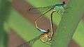 File:Ischnura elegans - 2013-08-29.webm