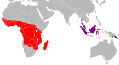 Ranges of Macheiramphus alcinus subspecies