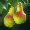 Two light green fruits with hints of red hanging on a tree branch and exhibiting the "pear" shape of an elongated basal portion and a bulbous end.